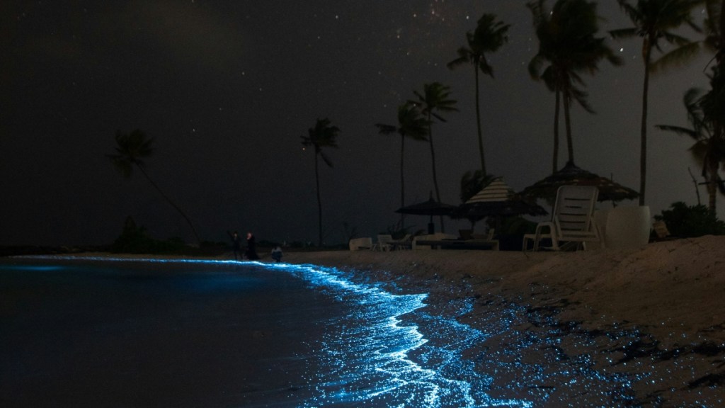 Night view of a shoreline. The sky is full of stars. The water meeting the shore is bright blue from bioluminescence