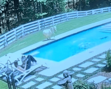 miniature donkey running into the pool
