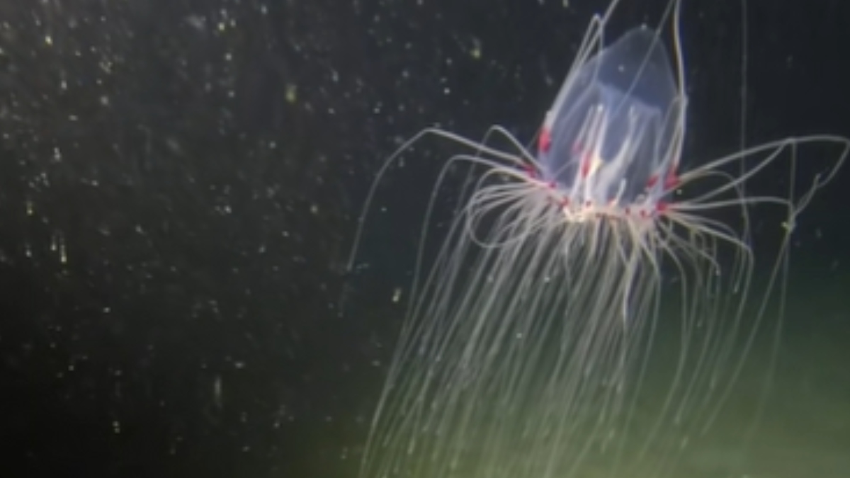 Divers Discover Alien-Like Jellyfish While Exploring At Night – InspireMore