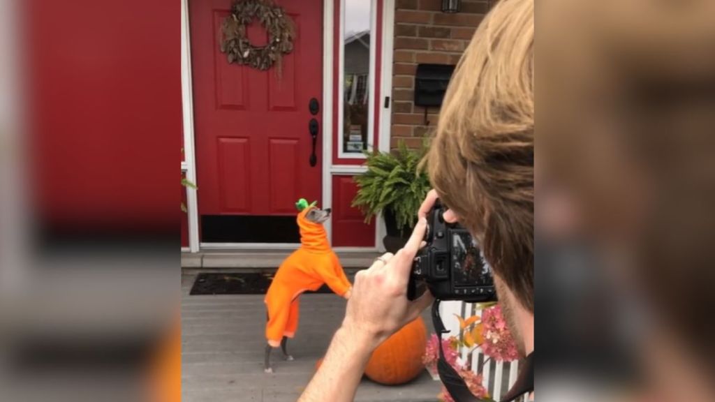 An Italian greyhound in a pumpkin costume.