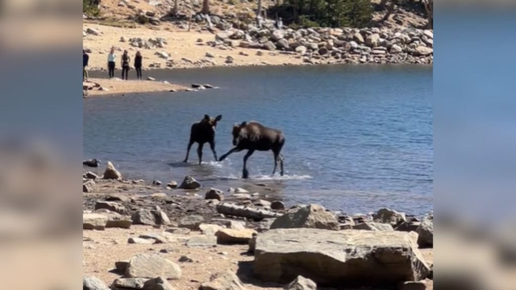 Two moose playing in the water.