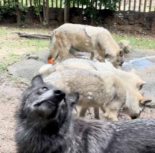 wolf watching bubbles