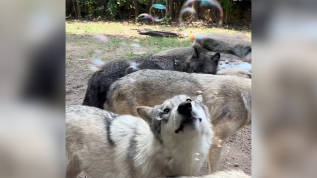 wolves with bubbles