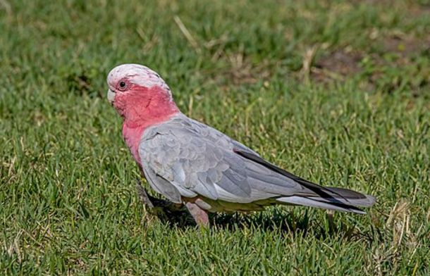 Stock image of a galah cockatoo with a gray body, dark pink collar, and light pink crown.