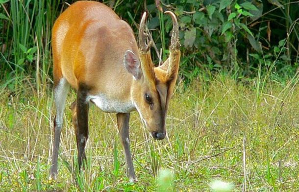 Image shows a stock photo of an adult muntjac deer.