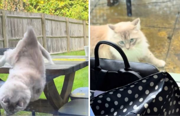 Left image shows a cat falling off a table after chasing its tail. Right image shows the cat acting like it fell on purpose.