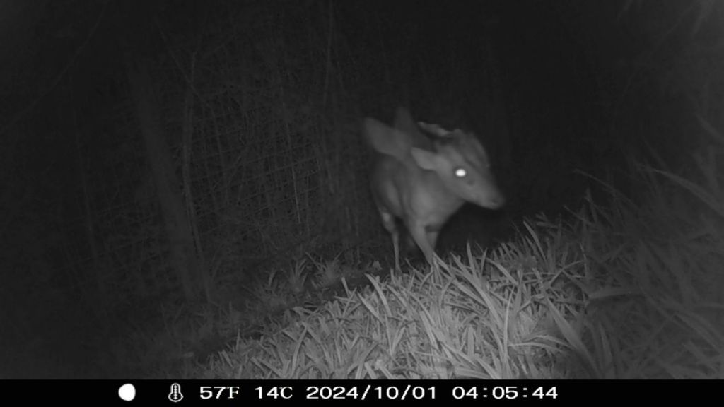 Image of a muntjac deer on a Bristol Zoo trail cam gives the appearance of a mythical creature with horns and wings.