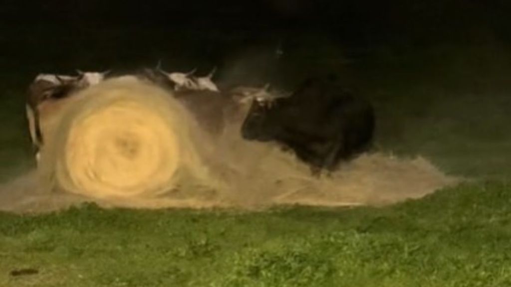 Image shows a bull rolling out a cylindrical hay bale for his herd.
