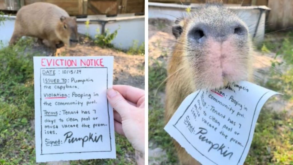 Left image shows a capybara eviction notice. Right image shows the capybara eating the notice (don't worry, it's edible paper).