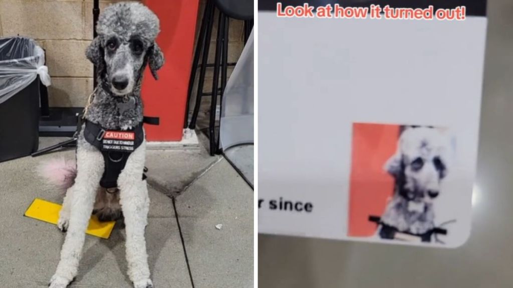 Left image shows a service dog posing for a Costco ID Badge. Right image shows the final picture imprinted on a badge.
