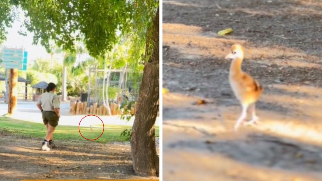 Left image shows a zookeeper walking backward with something small highlighted by a red circle. Right image shows a blow-up of the circled element -- a tiny crane chick out for an enrichment walk.