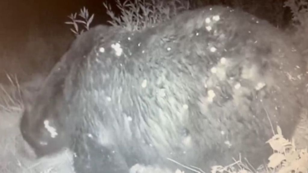 Image shows an extremely fat bear wandering past a trail cam in Colorado.