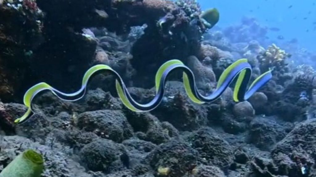 Image shows a ribbon eel undulating through shallow water near a reef.