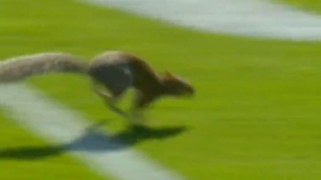 A squirrel ran across the football field during the Ole Miss - Oklahoma game, eventually scoring a "touchdown."