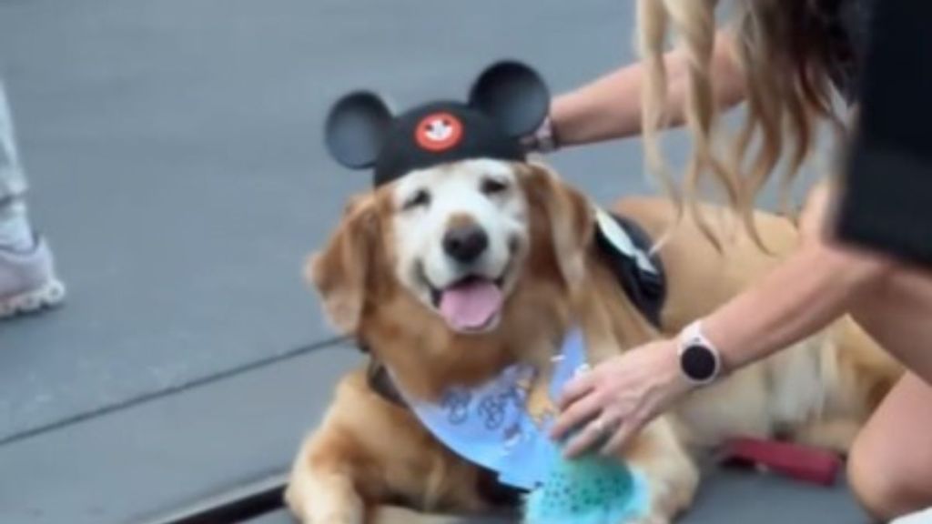 Image shows Sully the service dog at Disney World, wearing Mickey Mouse ears and looking very content.