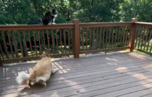 Image shows Frank, a Maine coon cat, watching as a golden retriever has the zoomies.