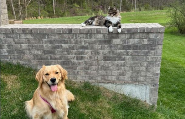 Image shows Frank, the Maine coon, and Rosie the Golden posing nicely on and in front of a short brick wall.