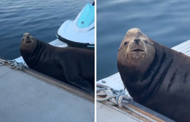 Images show a California sea lion lounging on a jet ski rental dock.