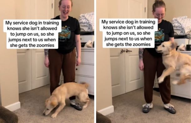 Images show a service dog during controlled zoomies.