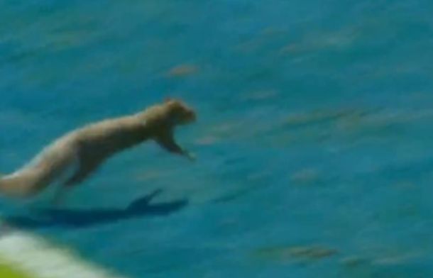 Image shows a squirrel running into the end zone during the Ole Miss-Oklahoma Game to "score" a touchdown.