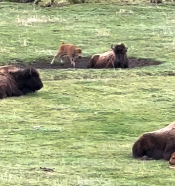 A baby bison bothering their mother, who is trying to relax.