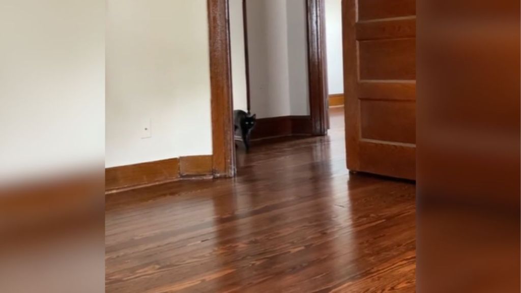 A black cat standing in a doorway.