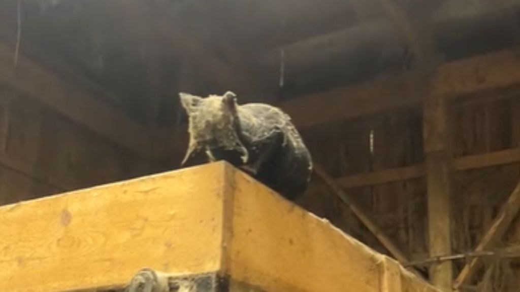 A black cat covered in dusty cobwebs.