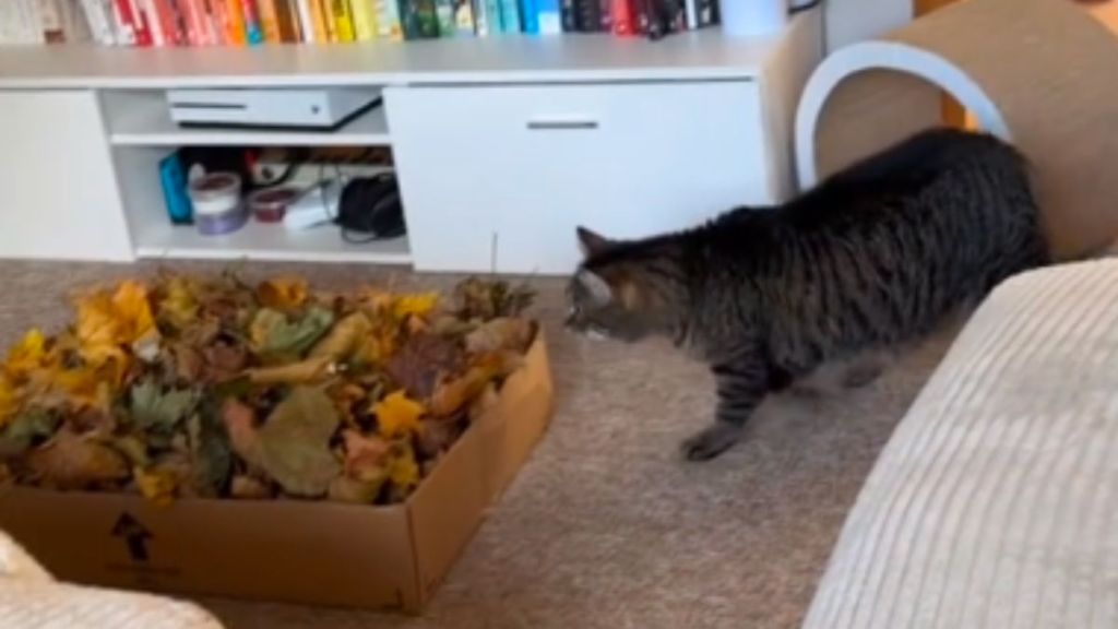 A cat investigating a box of leaves in the living room.