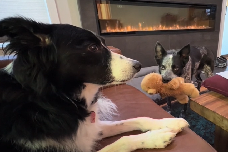 A cattle dog holding a toy in his mouth while a border collie lies on the couch.