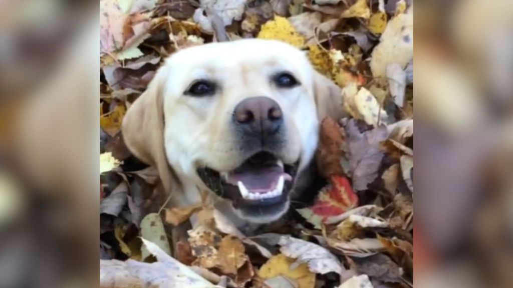 A dog's face peeking out from a pile of leaves.