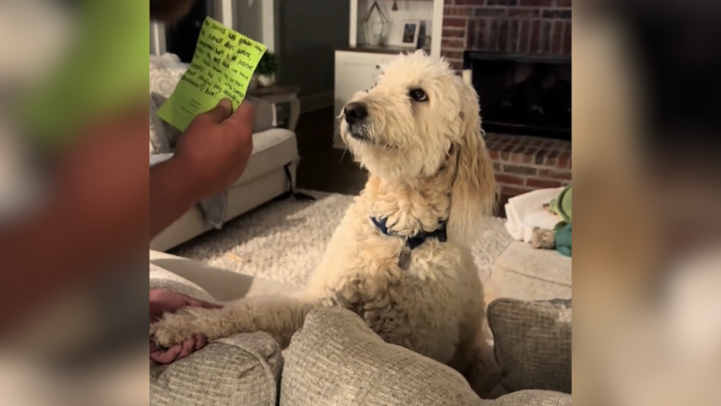 A dog with white, curly fur sits on a couch, leaning against the back. He looks up at his human who is holding a small, green paper in one hand. With the other, he holds his dogs paw that is resting on the back of the couch