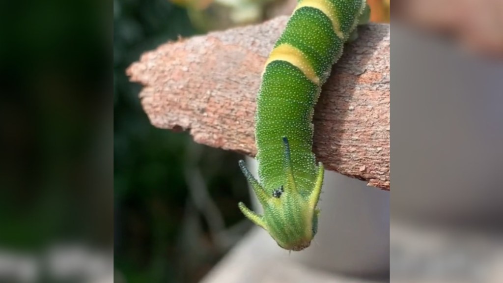 Close up of a dragon-headed caterpillar crawling down off of something outdoors