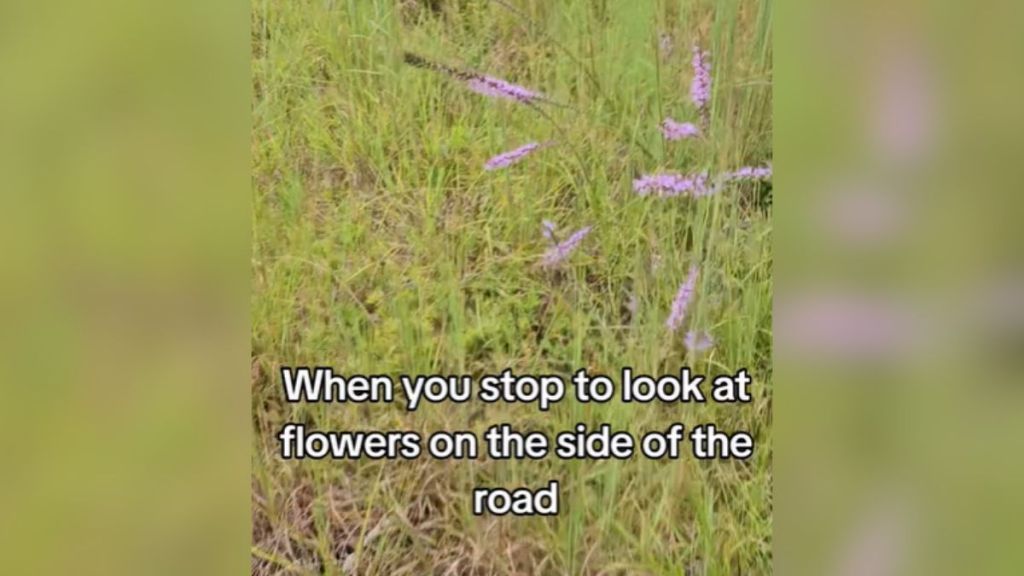 Purple flowers growing in the tall grass.