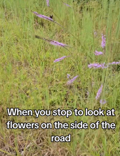 Purple flowers growing in the tall grass.