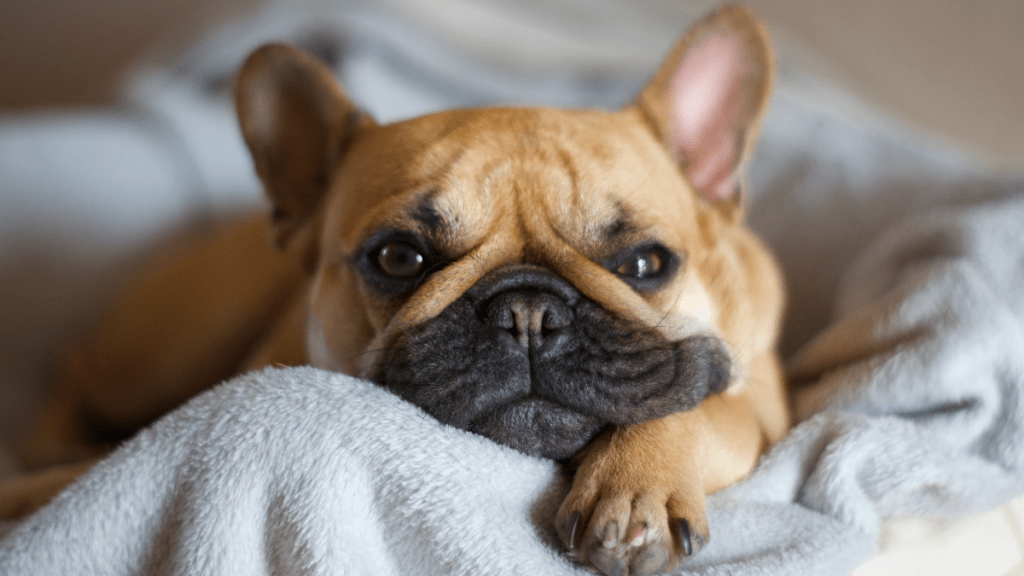 french bulldog and baby beg for food