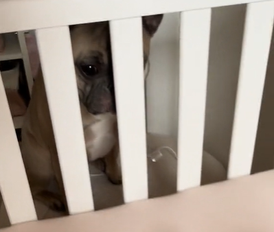 A French bulldog looking through the bars of a crib.