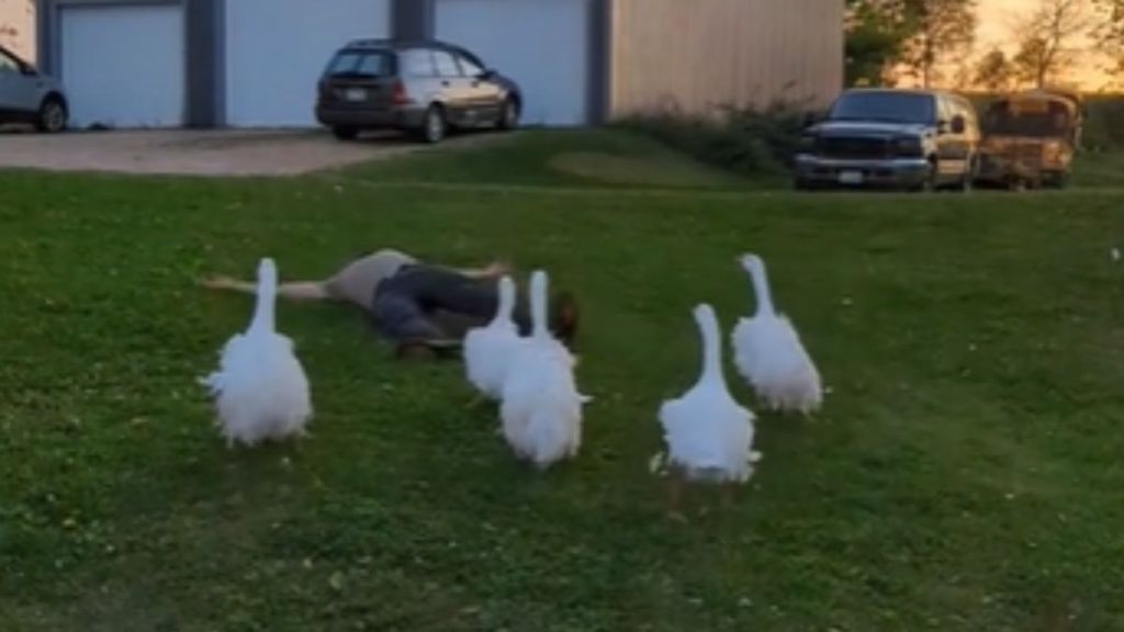 A man prostrate on the ground surrounded by geese.