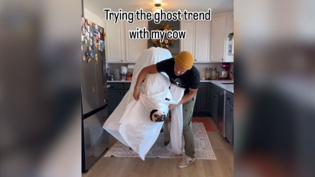 A man placing a white sheet over his cow.