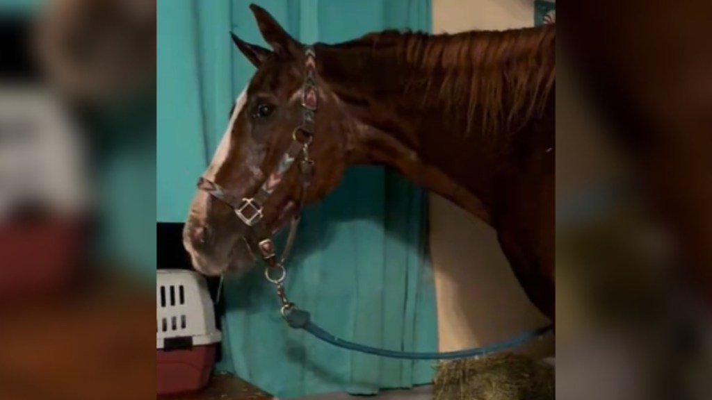 Side view of a horse standing inside a home, right in front of a curtain. The horse is looking toward the camera with the eye that's facing it