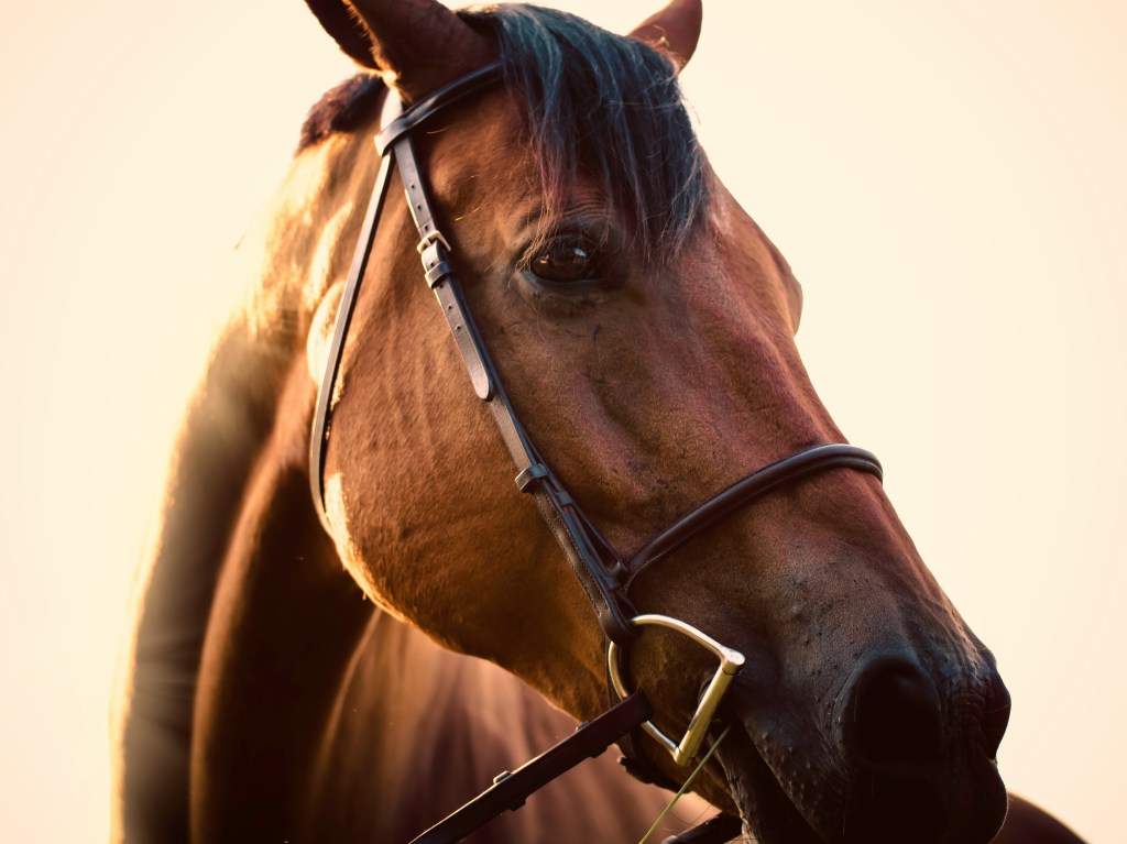 A close-up of a horse's face in the sunlight.