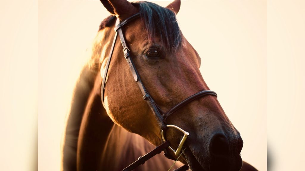A close-up of a horse's face in the sunlight.