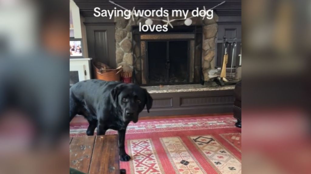 A black Labrador looking at the camera.