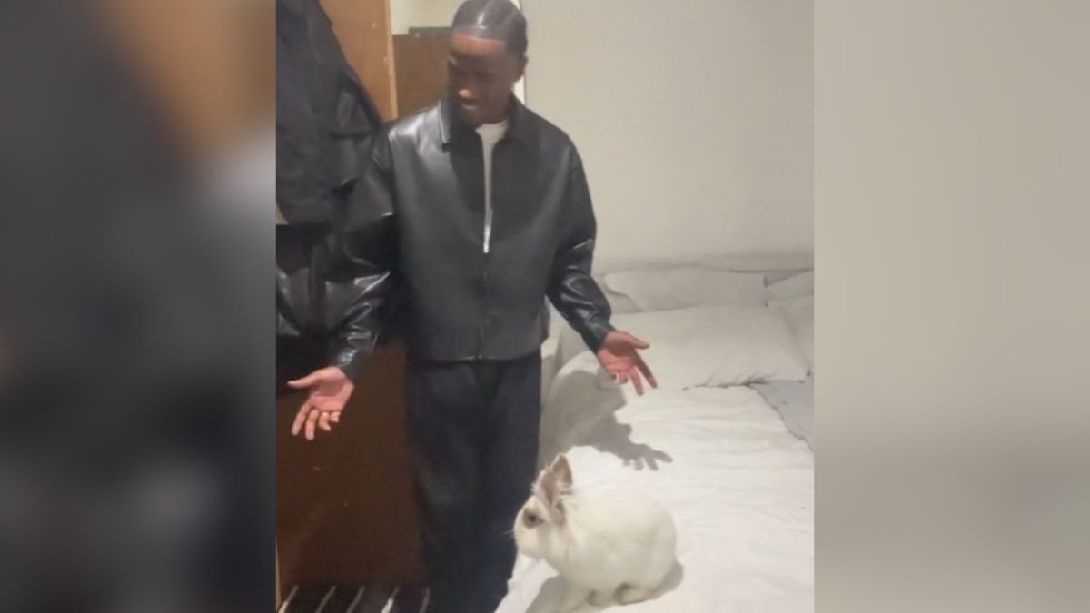 Man Pretends He Can't See His Rabbit & Pure Cuteness Ensues