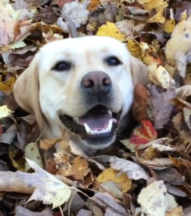 A dog's face peeking out from a pile of leaves.