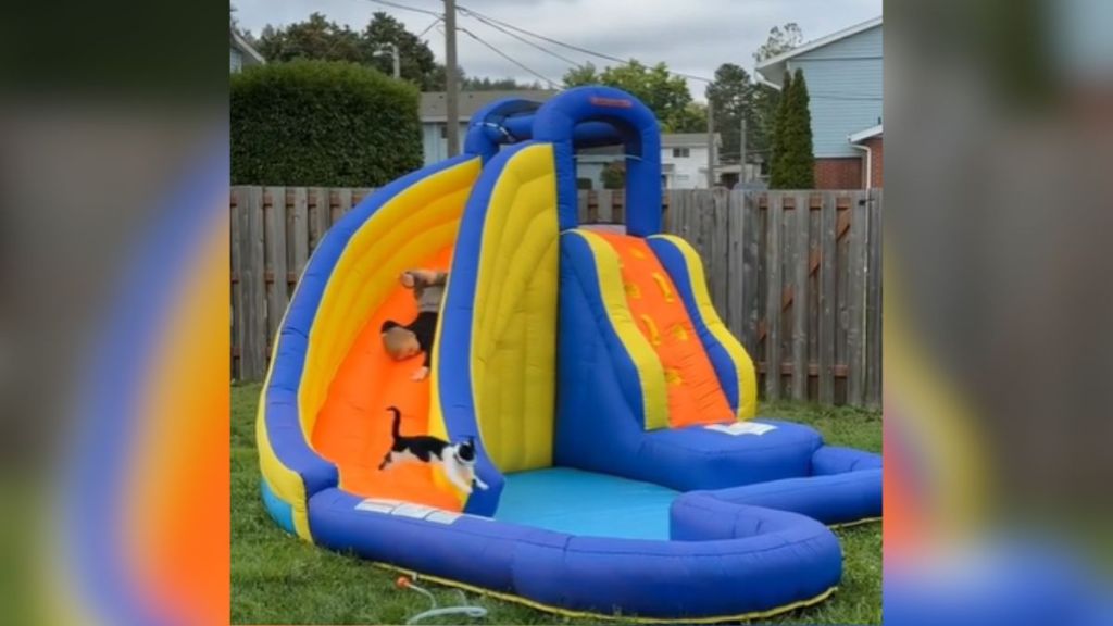 A toddler and a cat playing on an inflatable slide.