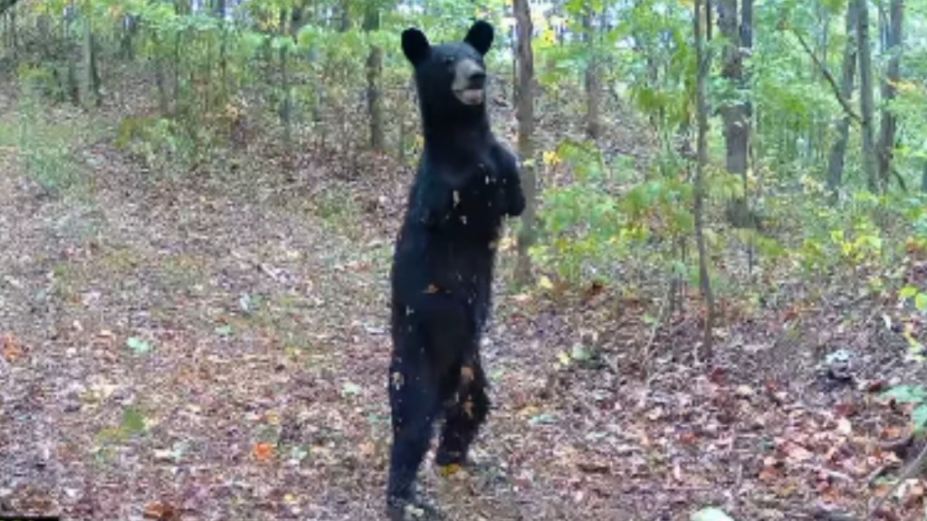 A two-legged bear stands upright while walking through a trail in a wooded area
