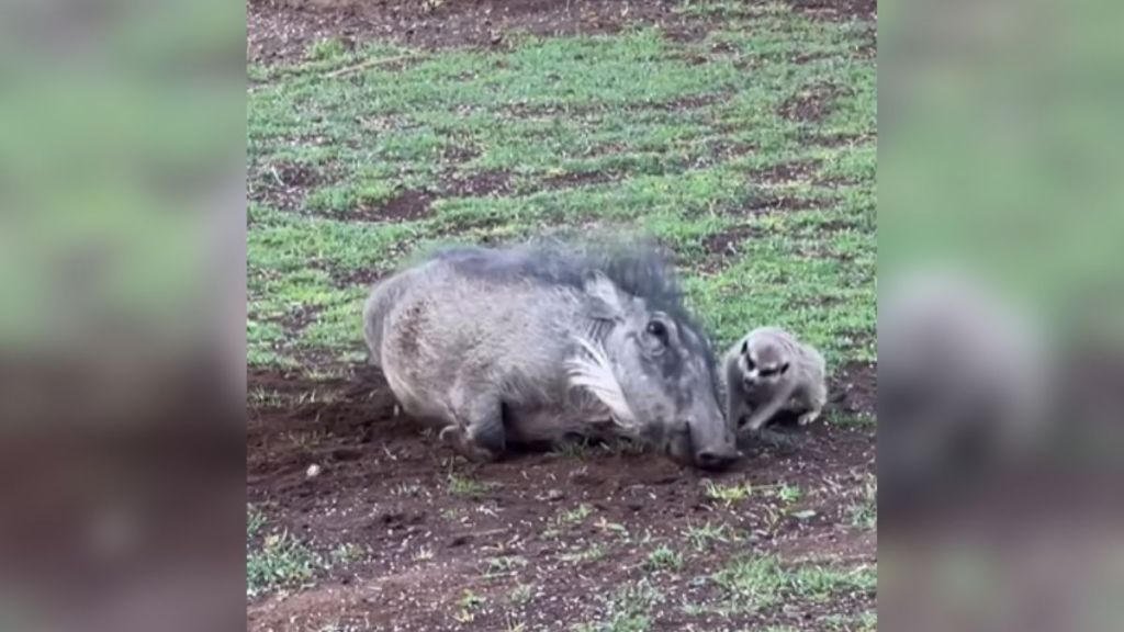 A warthog and a meerkat playing in the grass.