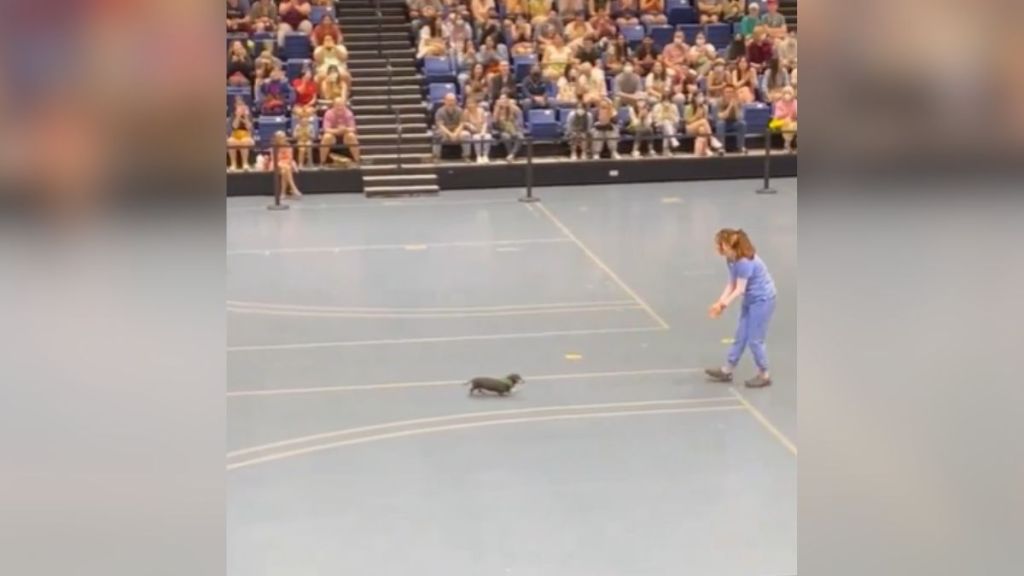 A woman coaxing a dachshund across the floor.