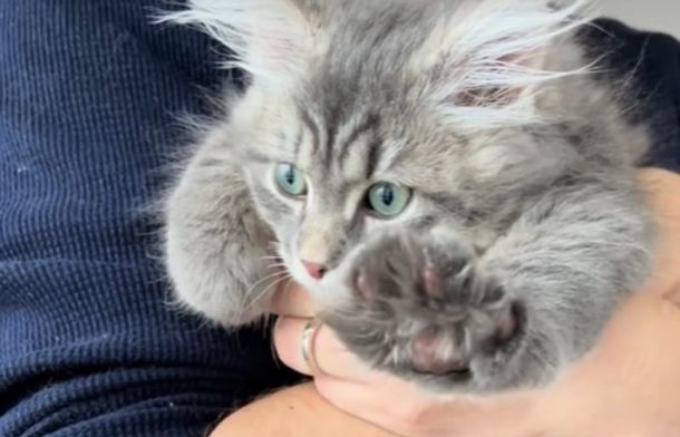 Cat making "air biscuits" stretching its paws while being held.