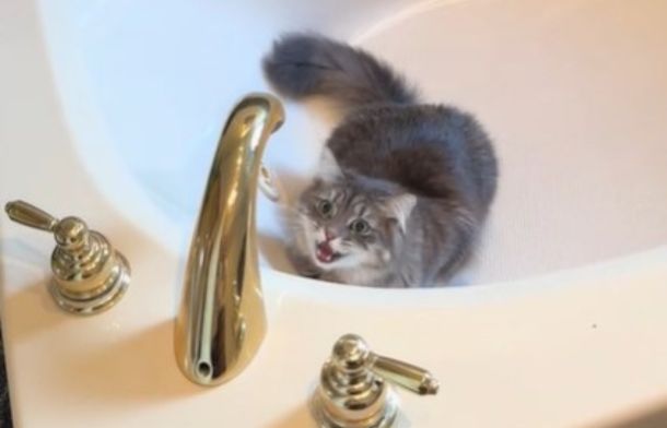 Cat chirping while playing peek-a-boo in a bathroom.